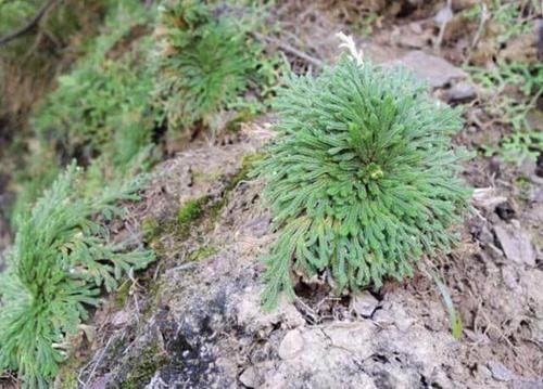 『种植』叶片独特的1种“野草”,在悬崖边生长,拔1棵就少1棵,珍贵!