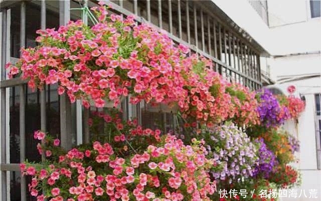  [名字]这种花花量惊人，名字也很特别，阳台也能变花园！
