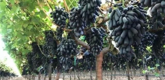 80元一斤，插土就能活，农民：被套路了