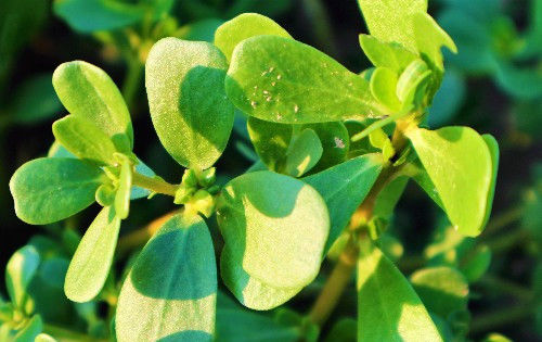  「半亩」农民种植“长寿菜”，既是蔬菜又是中药材，半亩地收入3