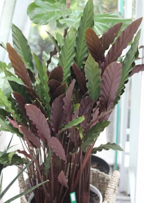  [散射光]6种很耐阴的观赏竹芋，大多我都没养过，叶子的斑纹比花好看