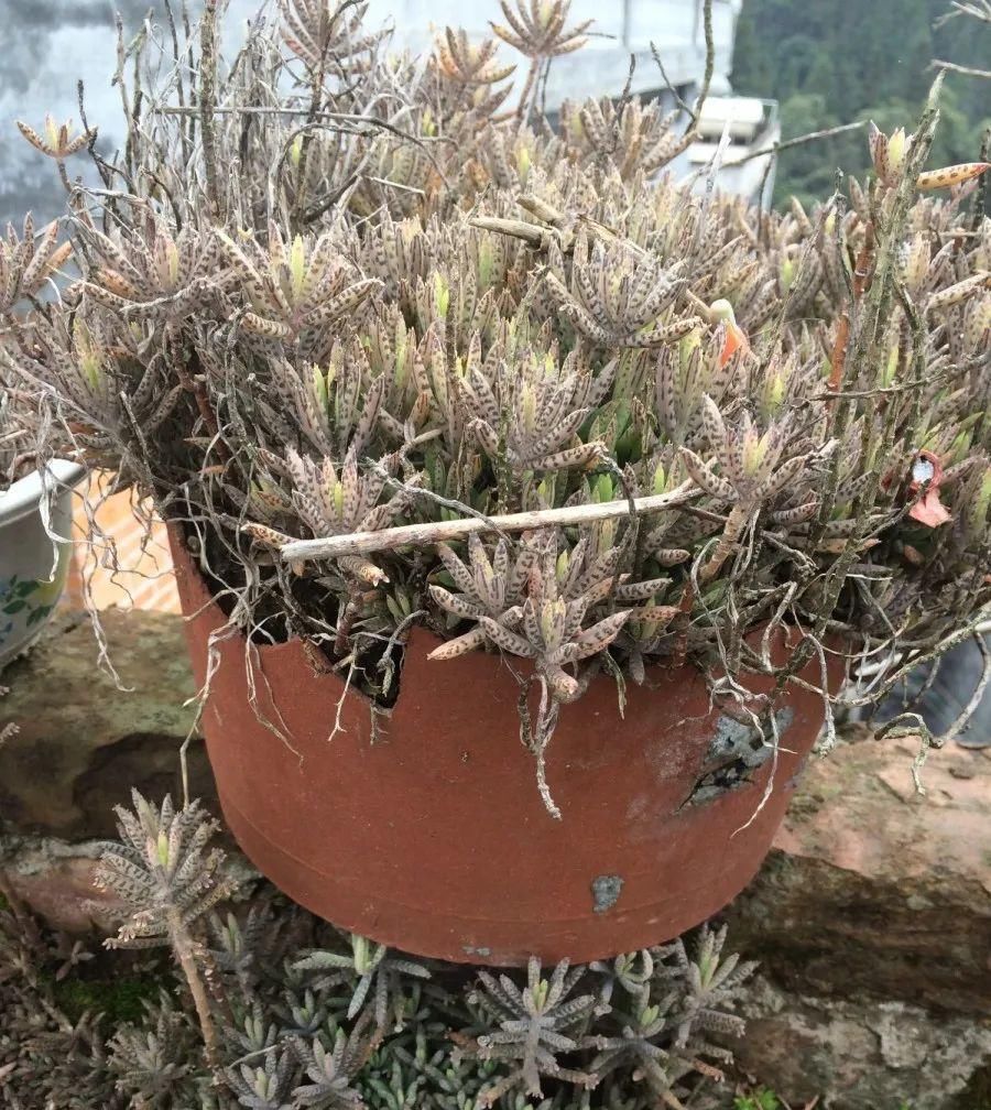  【慎养】这花要慎养，每年砍掉3麻袋，照样蹭蹭长！