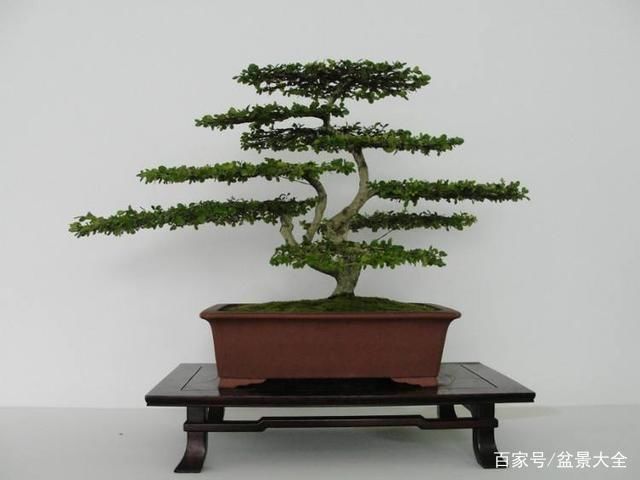  树冠：这种盆景在西藏常见，宏伟壮观，这便是雪松盆景！