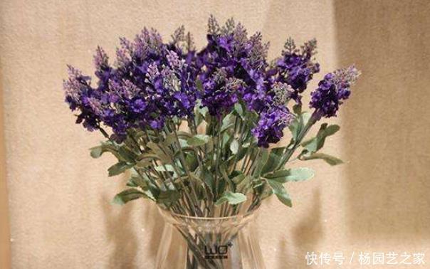 『花被』这4种花被称为“活香水”,净化空气除异味,一家人都健康!