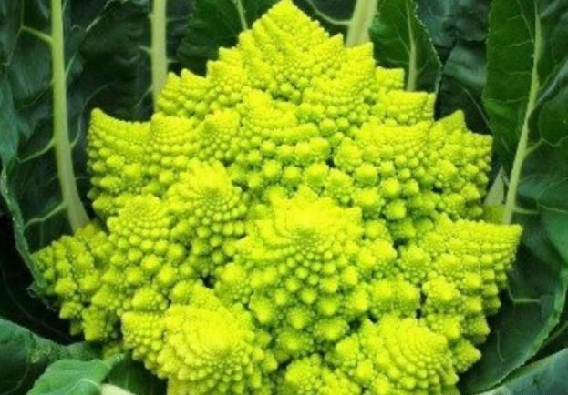  「稀罕」农村1种稀罕菜，长得酷似多肉，亩产4000斤15元1斤，是种植风口吗