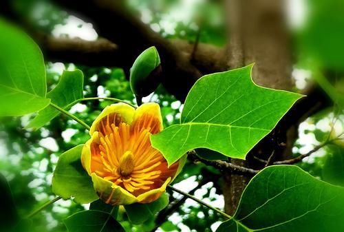  【人类】模仿行为并不是人类独有专利，植物的“模仿秀”也令人叹为观止！