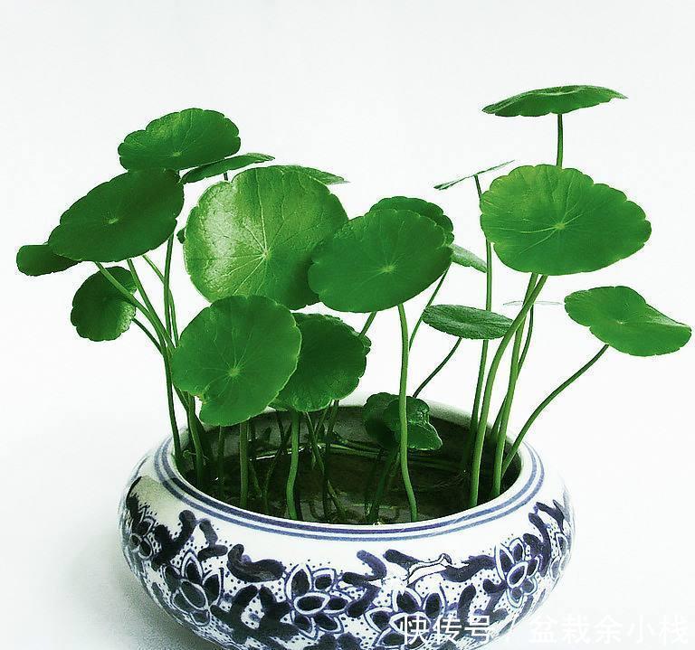 「旺盛」新手都“折腾”不死的3种花,粗养更旺盛,越剪植物越爆盆