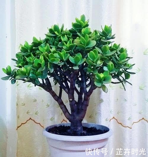 植物@玉树是多肉植物的一种,养护玉树要注意什么?