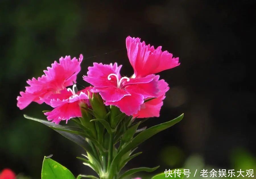 『适合』这几种便宜又好养的花草，养一盆天天有花赏，最适合新手
