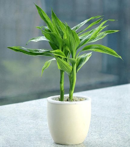  [懒人]懒人最适合养这些花朵，不管不问也能疯长，开花多观赏性强