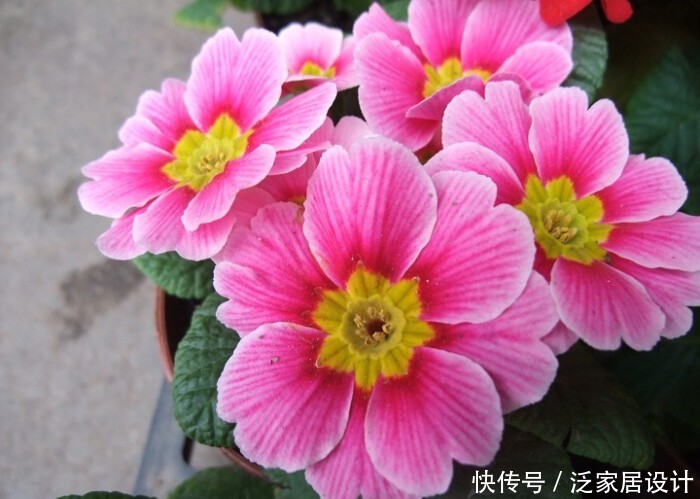 #选择#喜欢在家中养护花卉,就选择花色绚丽多样,花期长的花卉,优雅