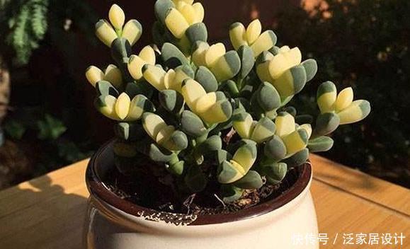 要天天浇水:多肉耐旱别多浇水?此3款忒爱''喝水'',浇得越勤植株长得越旺
