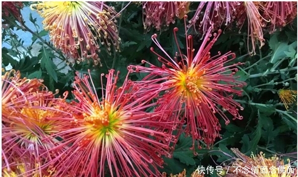  高贵典雅：新手养花，不如养盆“泉乡火花”，花姿优美，高贵典雅，适合盆栽