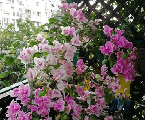  「三角梅」容易搞混的植物，这种植物和三角梅不是远房亲戚，少闹笑话