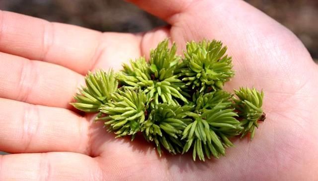  价值堪比黄■一种植物农民砍树剥树皮卖，殊不知花才是宝，价值