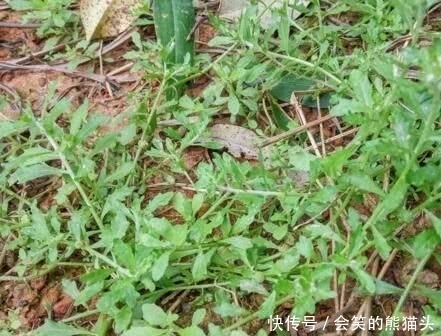 养花久@1种野草,人称“鹅不食”,农民砍了当柴烧,殊不知,能治咳喘