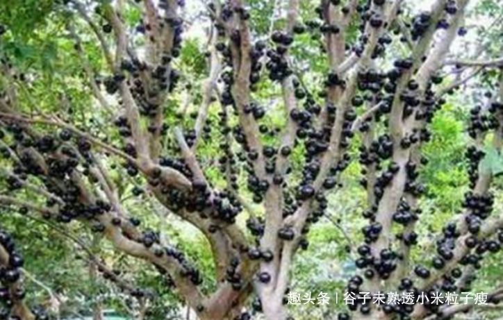  树葡萄：结果是一年两次，每公斤120元，每亩1000公斤，但农民不