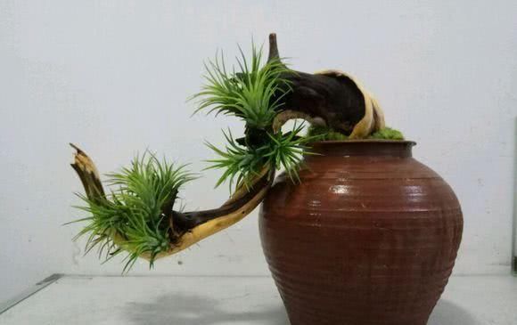  「旺盛」这才是真正的懒人植物，有空气就能活，长得还贼旺盛！