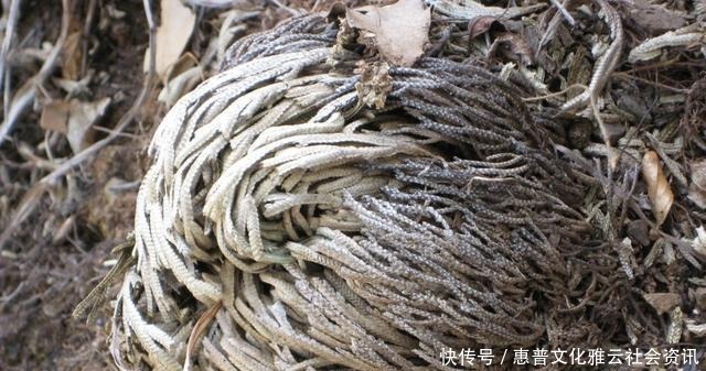 「种植物」石缝里看到“它”,别去踩,挖2棵种花盆上,1年成“盆景”,美!