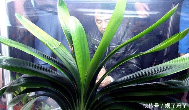 【方法】养君子兰、蟹爪兰十几年一直用它,叶片绿得发黑,年年花开似火