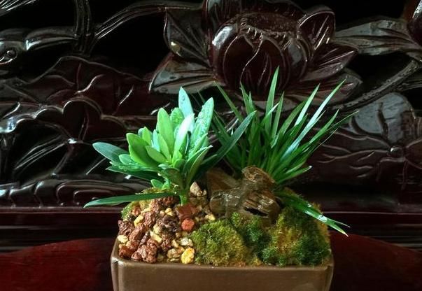  [把它]养这“昂贵盆景”不花钱，折1根枝“插”土里，15天生根，长势猛