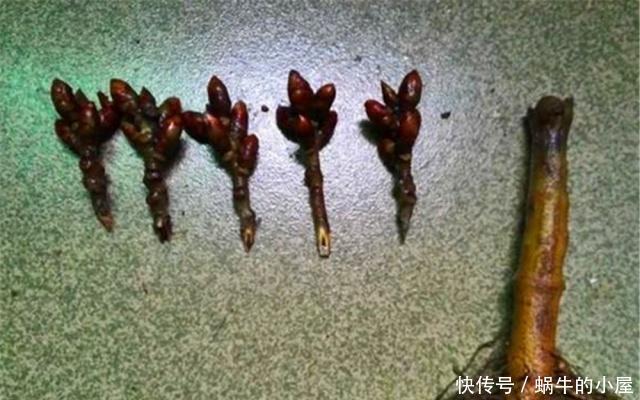  『不良商贩』花市逛“路边摊”，要警惕用“这种方式”卖花的，谁买谁后悔！