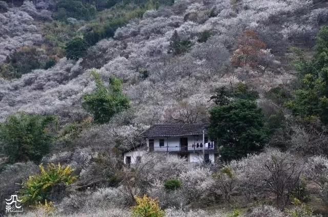 梅花开了!福州赏梅地图新鲜出炉，现在就去!