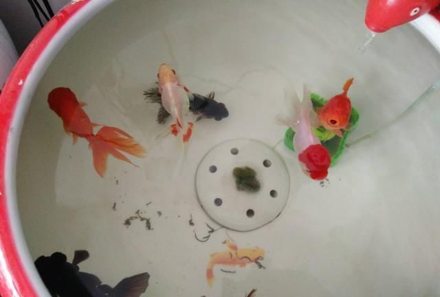 青苔的石■一位鱼友轻松养死两缸金鱼的经历,我们看看是否似曾相识?