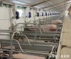  大棚■不用盖猪舍也能养猪，快来看一下养猪大棚的建设方法吧！