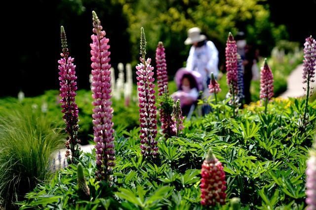  『花展』2020上海（国际）花展开幕