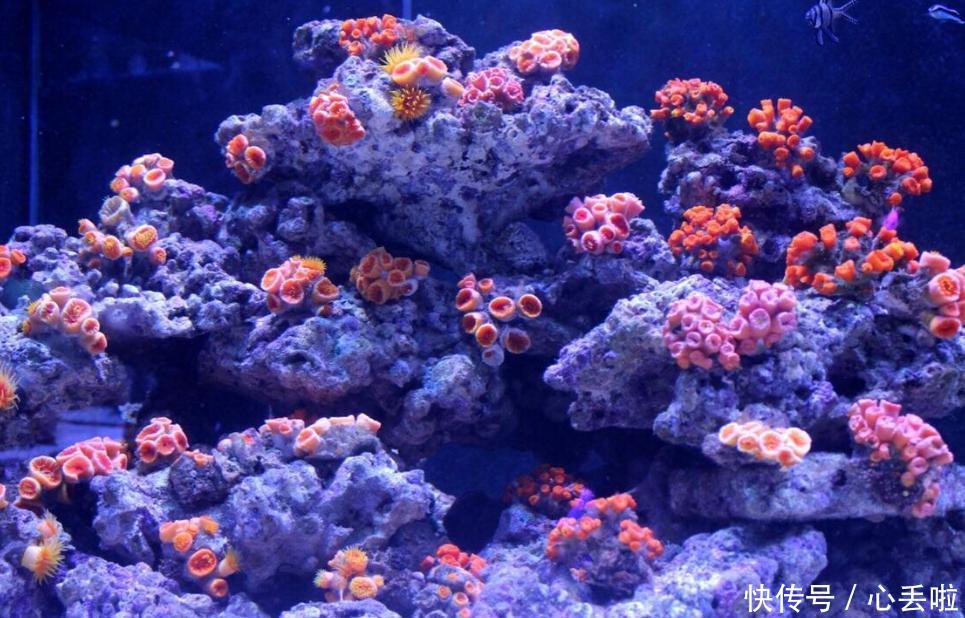 周围的各种珊瑚形状大小和色彩都不一样