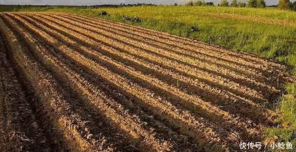 农村这项补贴发了, 每亩补500~1300元, 直接打卡, 不种地也能领!