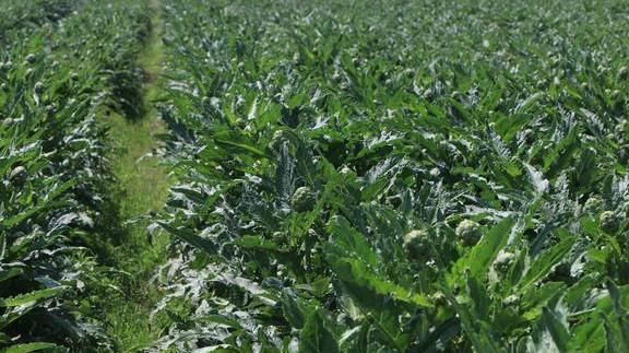  「洋蓟」外国人眼中“蔬菜之皇”，引入国内却被嫌弃，网友：价