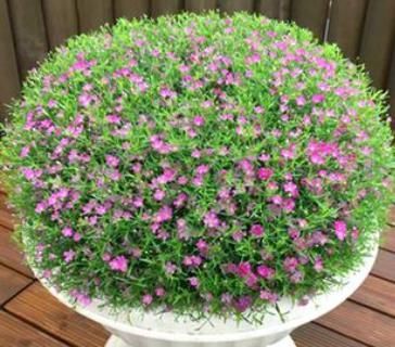 『家里』这种花卉几乎每天都开花,你再“懒”也能养活,一开花家里像春天