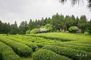  『杜鹃』千年杜鹃生长在茶园阡陌之间，硕大的杜鹃花开了，意境悠远