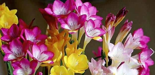 喜欢菊花的，来自盆栽“花中珍品”的仙客，株型美丽，花艳丽