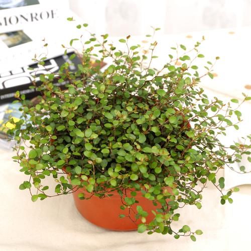  『树苗』家里的院子和阳台！感觉种上这些花果，花香迷人，漫步花丛贼惬意
