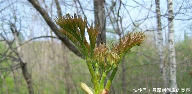 过去农民见到就砍的树，现在被称为“美味山珍”，价值十分珍贵！