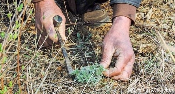 农村一植物长得像艾蒿，价格是荠菜的10倍，被人们誉为草中之王