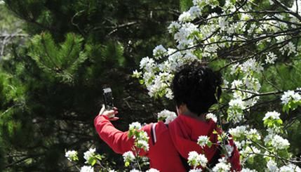  『梨花』劳动节：百年梨园梨花正为您盛开