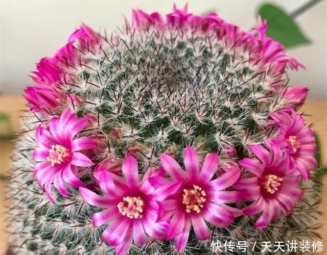  [图片作者]15种超级好养的花，不死鸟居然不是第一，“养花杀手”们试一试吧
