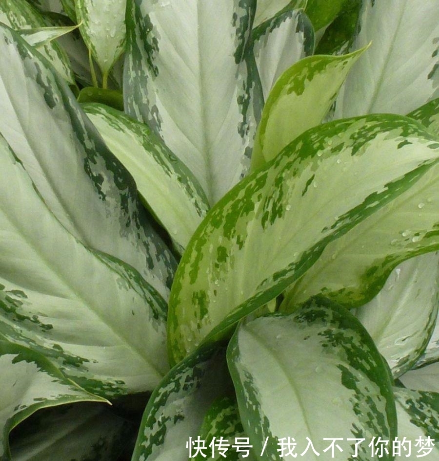  万年青|没想到广东万年青还有这么多个品种，被称为最好养的植物之一