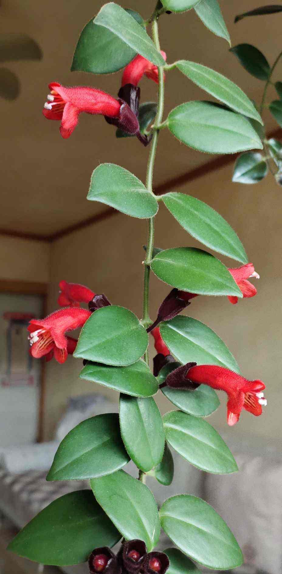 『爱之蔓』5种耐阴花,没光也能嗖嗖长,在家就能养成绿帘子