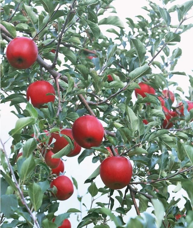  【果实】苹果树什么时候打杀菌的药合适？