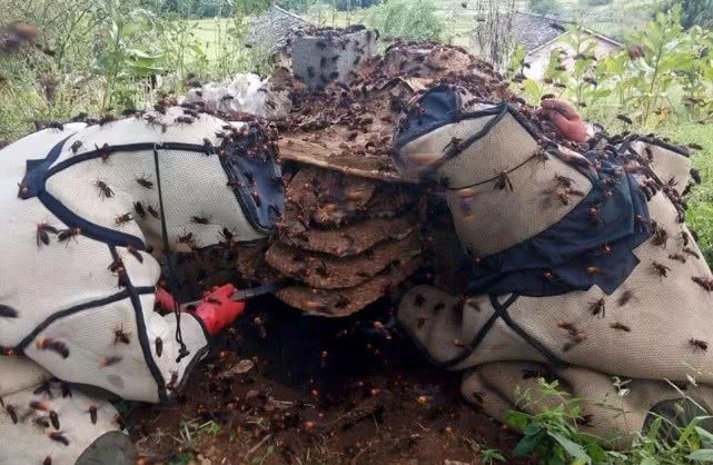 7种来自农村的“野味”，城里人压根就没见过，更别提吃过几种