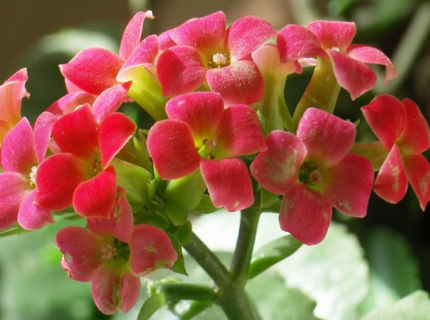  『扦插』这些花朵太美了，养在庭院，随便一扦插就能活，花色美，好打理