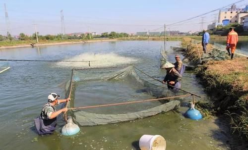  [生态]诸暨45万尾石斑鱼投入15条生态河道，今年投放量是往年的2