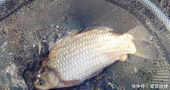  初秋：初秋钓鲫鱼，如果遇到这3种情况，赶紧钓半水，免得空军了