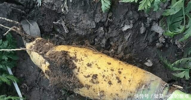 生长在土里的农村水果, 价钱很高, 农村人不舍得吃