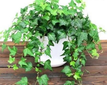  「观赏价值」春节养2种绿植在家里，室内空气一级棒，观赏价值也高，真实用
